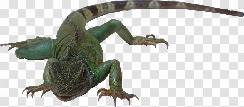 Lizard Reptile Amphibian Snake Vertebrate - Frog Transparent PNG