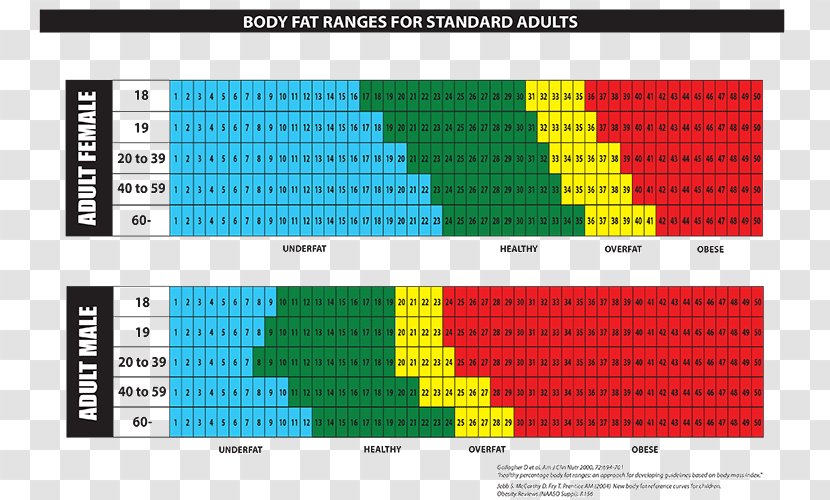 Body Fat Percentage Adipose Tissue Human Chart - Weight Loss - Man Transparent PNG