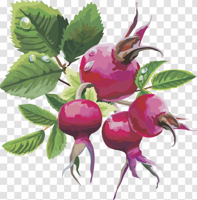 Frutti Di Bosco Fruit Euclidean Vector - Pomegranate Transparent PNG