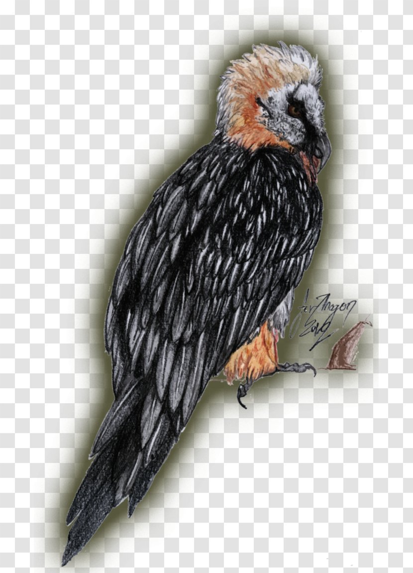 Turkey Vulture Bird Of Prey Bearded - Drawing - Dragon Transparent PNG