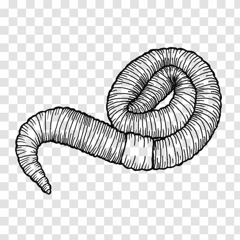 Earthworm Drawing Line Art Clip - Cartoon - Ver De Terre Transparent PNG
