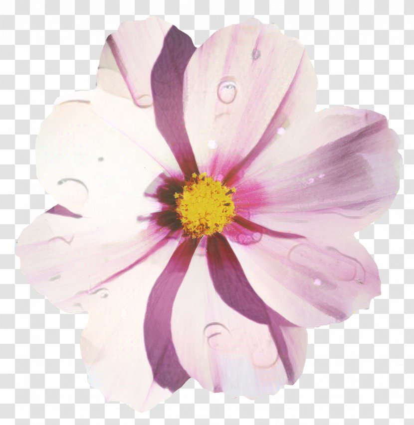 Flowers Background - Flower - Perennial Plant Aster Transparent PNG