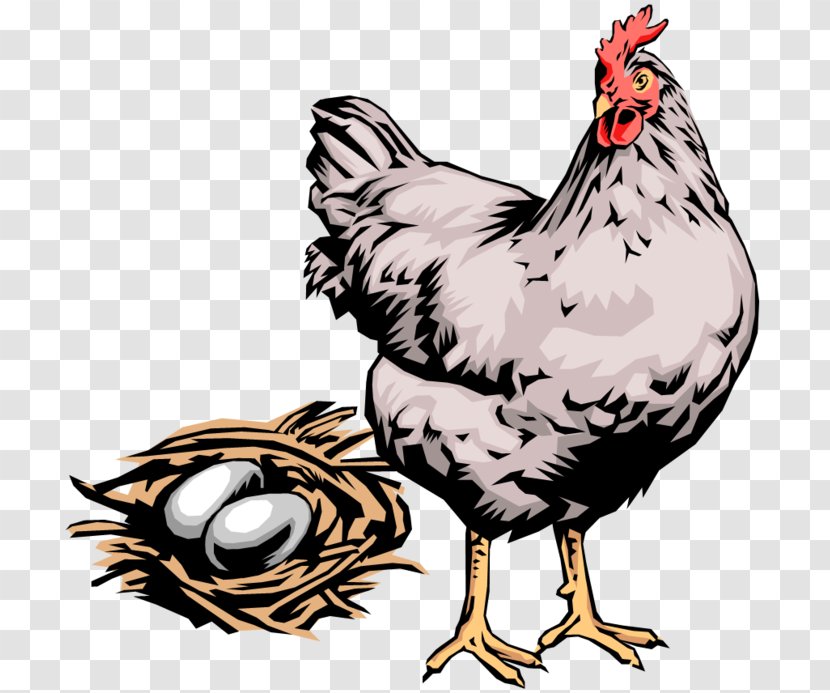 Chicken Egg Hen Rooster Clip Art - Poultry Transparent PNG