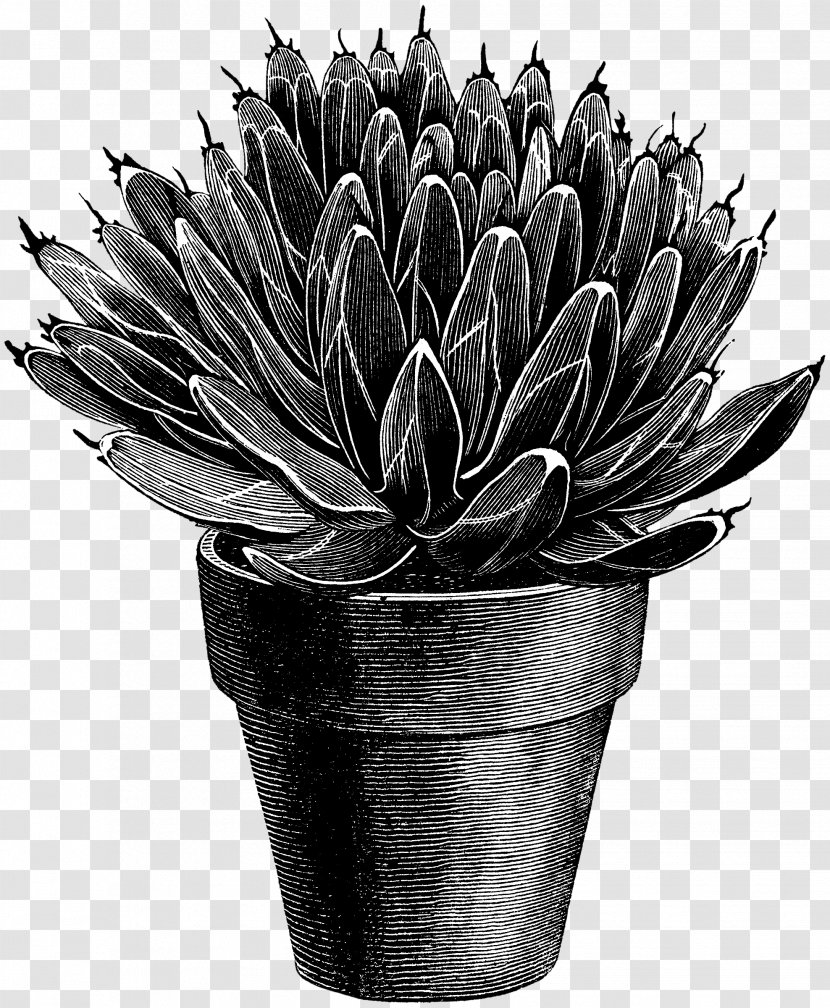 Black & White - Flower - M FlowerpotAgave Images Transparent PNG