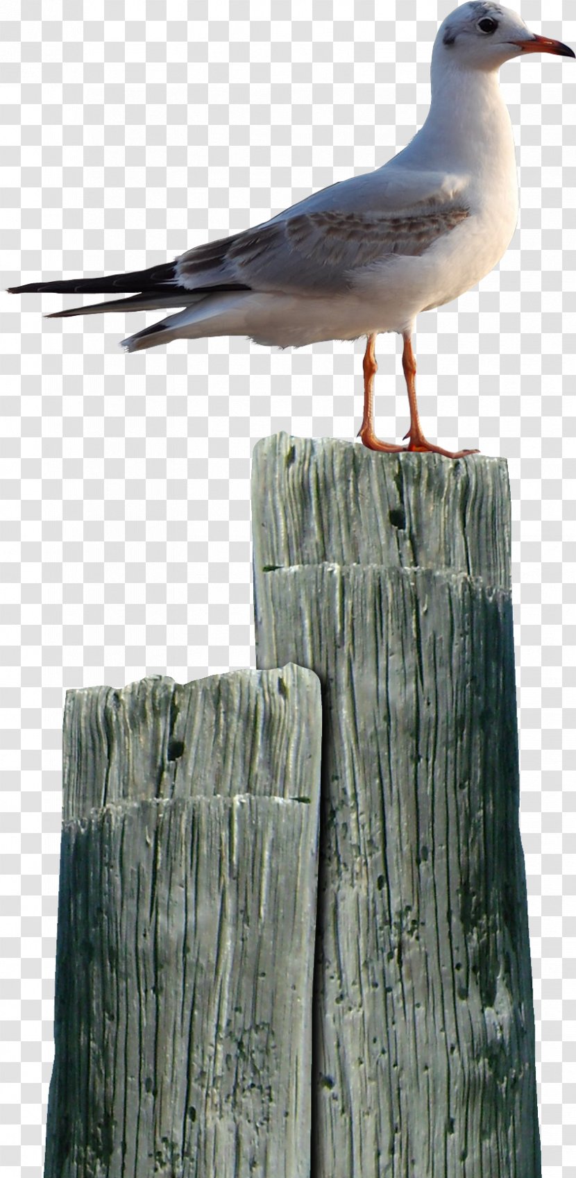 Seabird .net Painting - Animal - Bird Transparent PNG