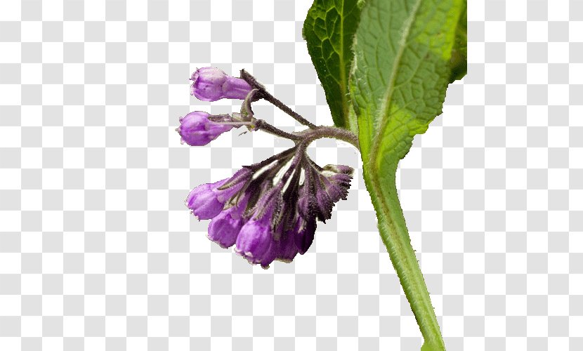 Comfrey Health Food Medicine Transparent PNG