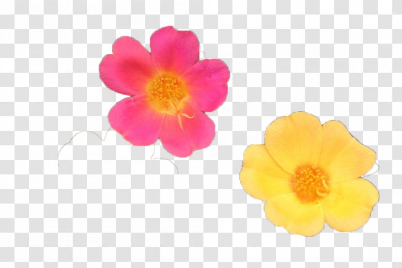 Yellow Petal Red Blue - Color - And Flowers Transparent PNG