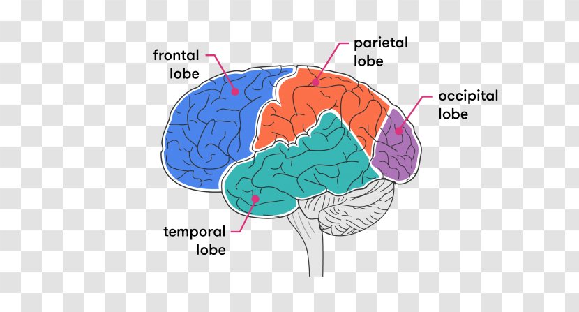 Brain Organism - Cartoon - Lobes Of The Transparent PNG