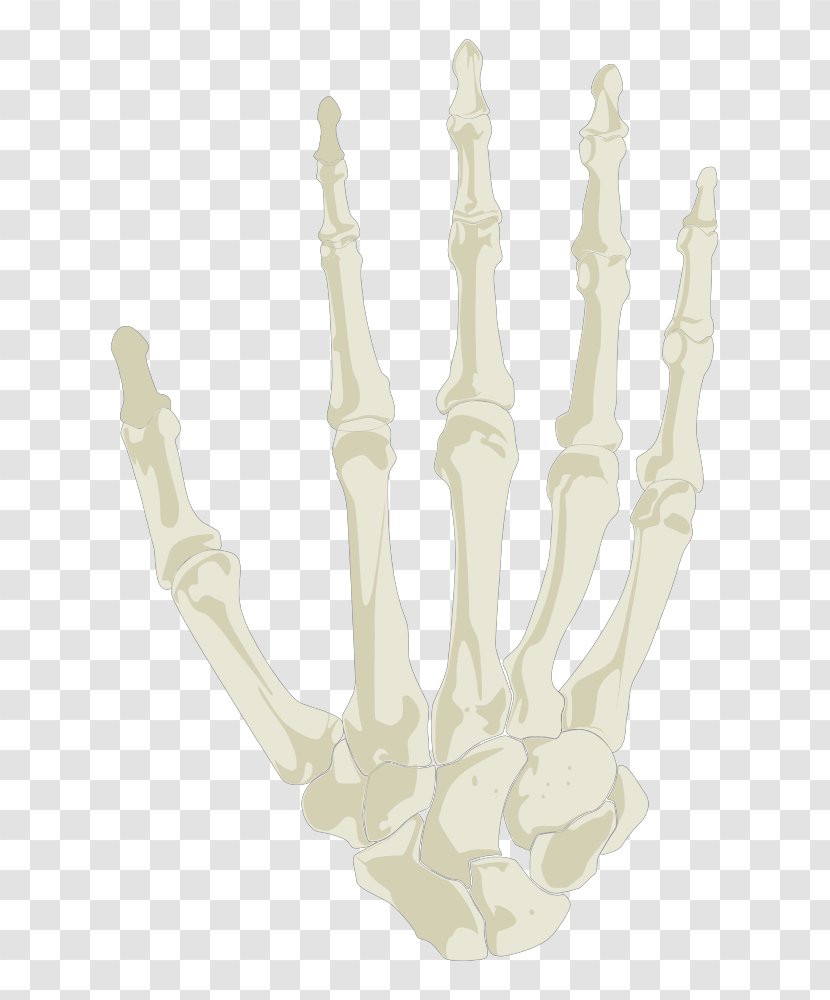 Finger Human Skeleton Hand Transparent PNG