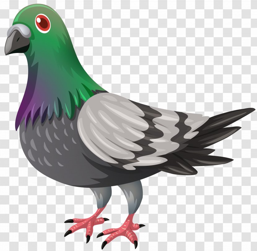 Columbidae Domestic Pigeon Clip Art - Royaltyfree - DOVE Transparent PNG