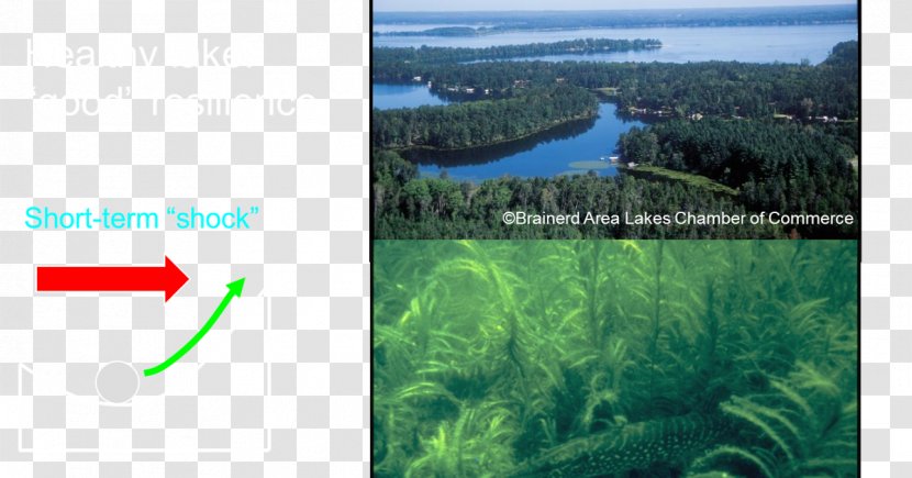 Brainerd Water Resources Biome Vegetation Energy - Leisure Transparent PNG