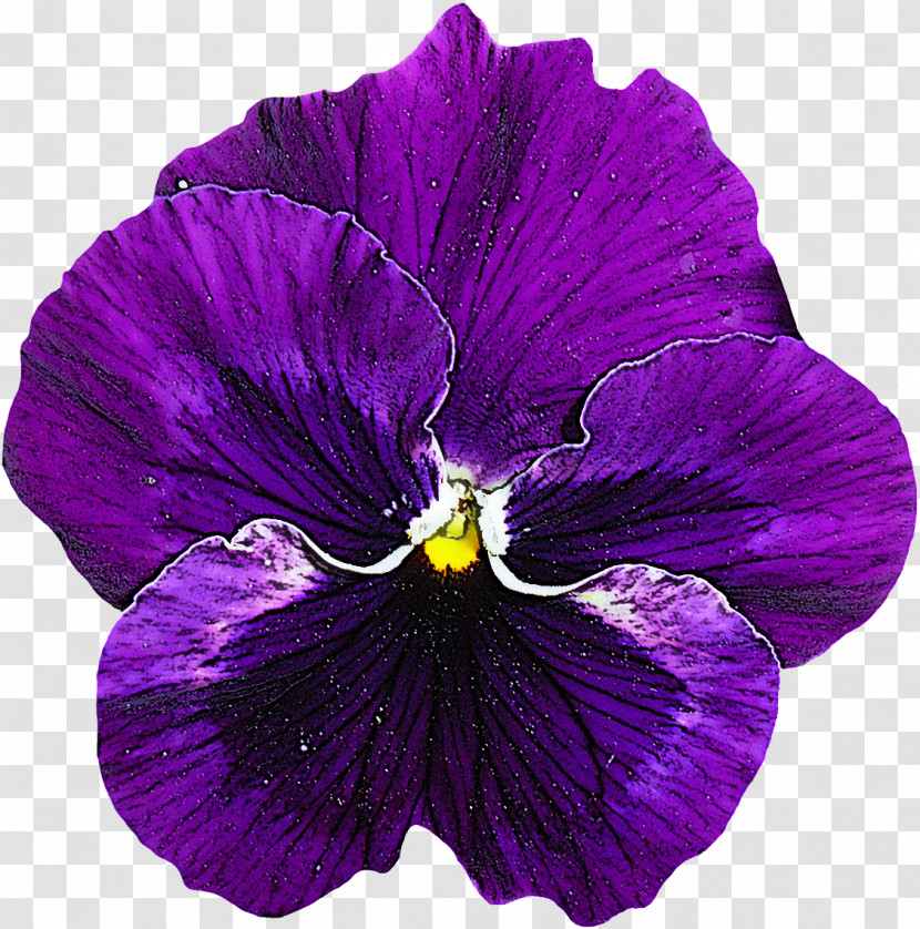 Violet Flower Petal Purple Plant Transparent PNG