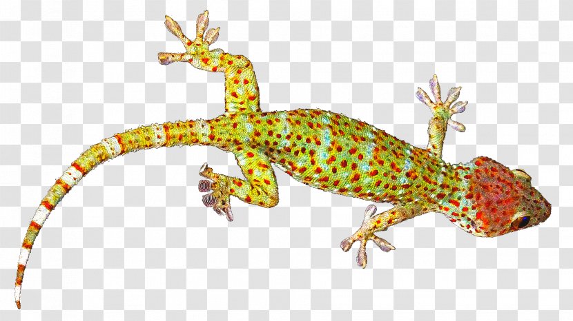 Reptile Lizard Tokay Gecko Common Leopard - Geckos Transparent PNG