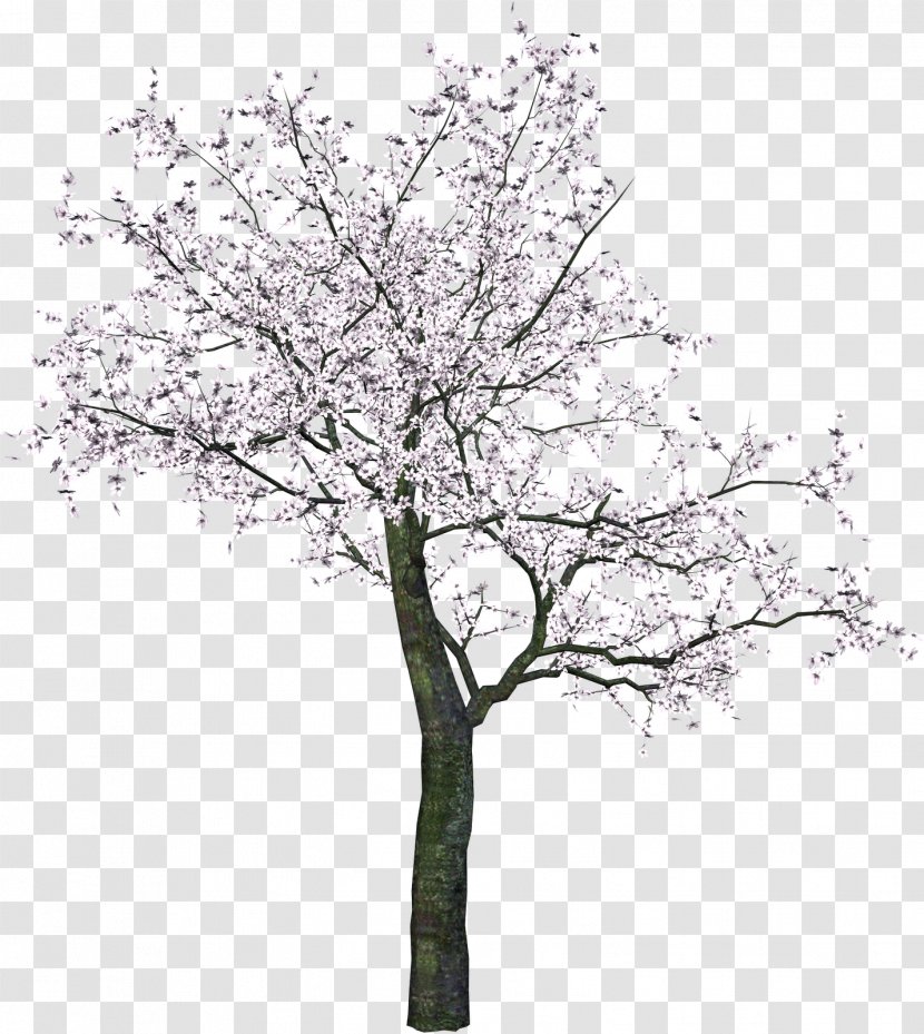 Tree Branch Clip Art - Cherry Blossom Transparent PNG