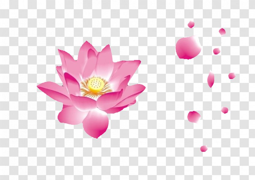 Petal Nelumbo Nucifera Pink - Flower - Lotus Transparent PNG
