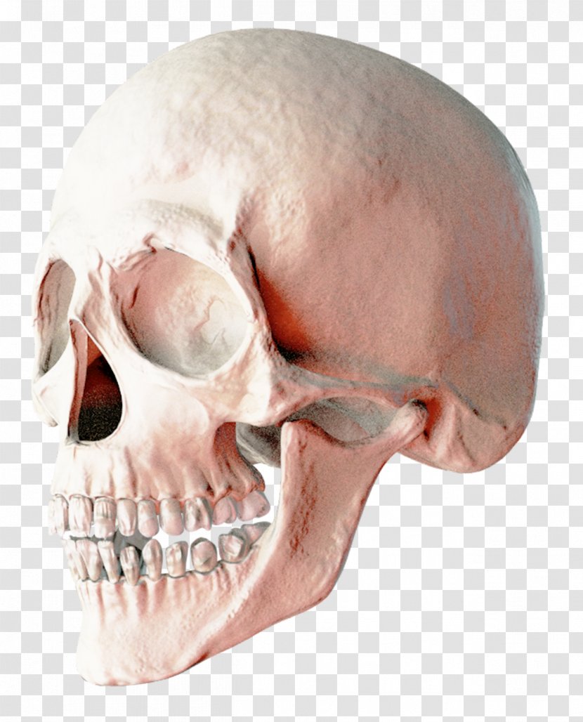 Skull Brighton Ski Resort - Bone Transparent PNG