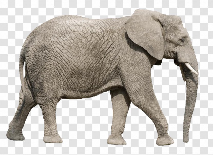 African Elephant Asian Clip Art - Indian Transparent PNG