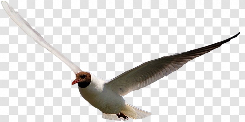 Beak Water Bird Feather Fauna - Pigeons And Doves - Burung Merpati Transparent PNG