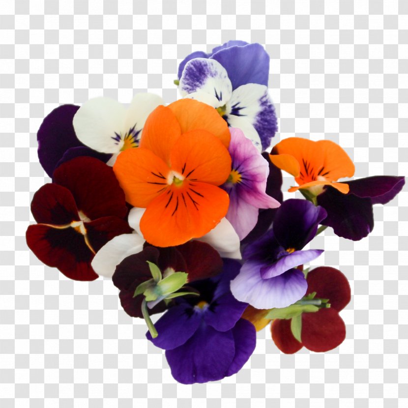 Pansy Floral Design Violet Cut Flowers Annual Plant Transparent PNG