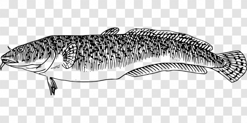 Fish Fin Clip Art - Aquatic Animal Transparent PNG