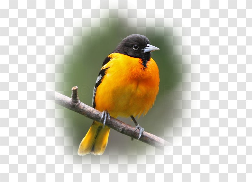 Old World Orioles Bird Finches Beak American Sparrows - Fauna Transparent PNG