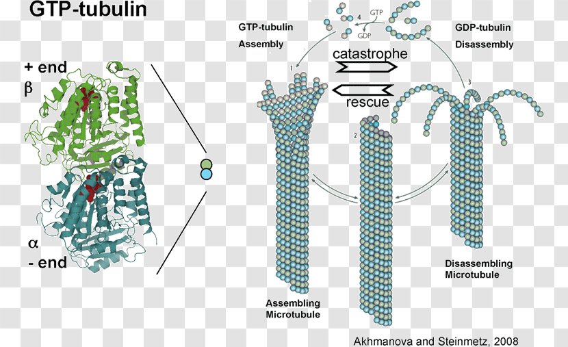 Microtubule Tubulin Cytoskeleton Kinetochore Dimer - Science - Wall Effect Transparent PNG