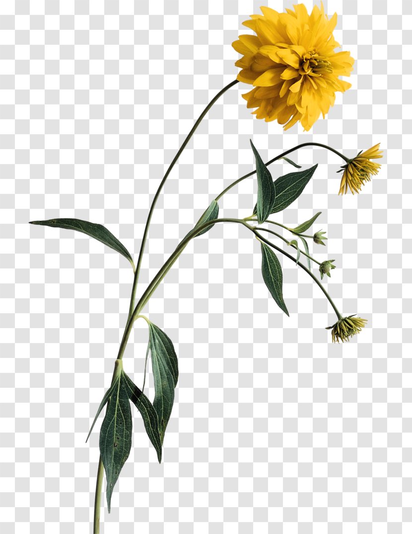 Wildflower Clip Art - Flower Transparent PNG