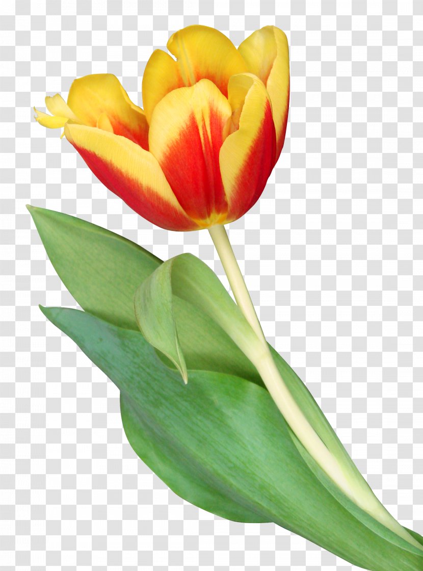 The Tulip: Story Of A Flower That Has Made Men Mad Clip Art - Seed Plant - Fresh Tulips Transparent PNG