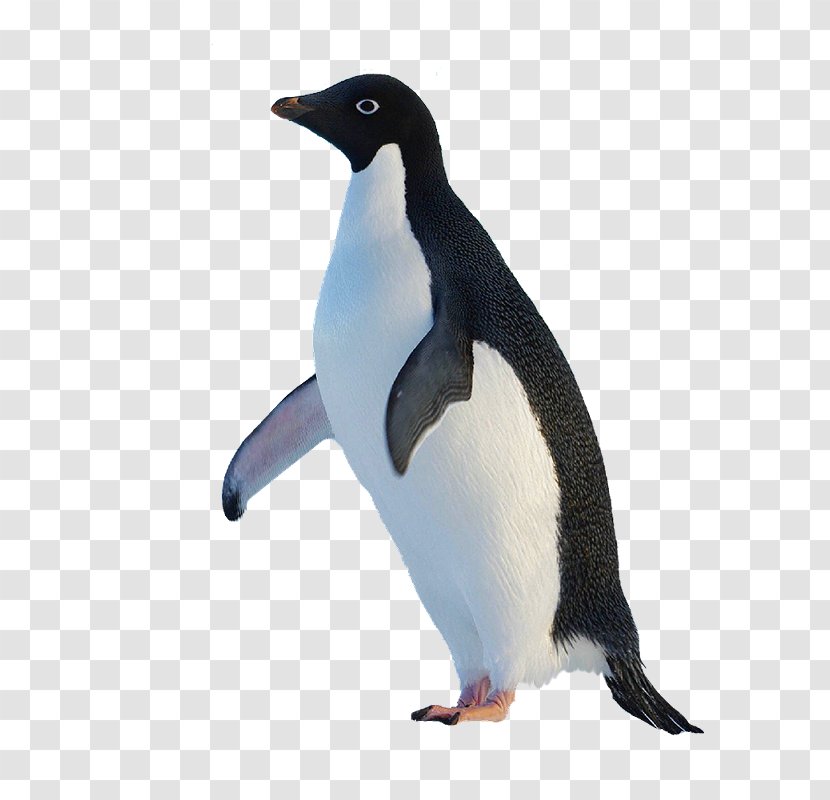 King Penguin Original - Pretty Penguins Transparent PNG
