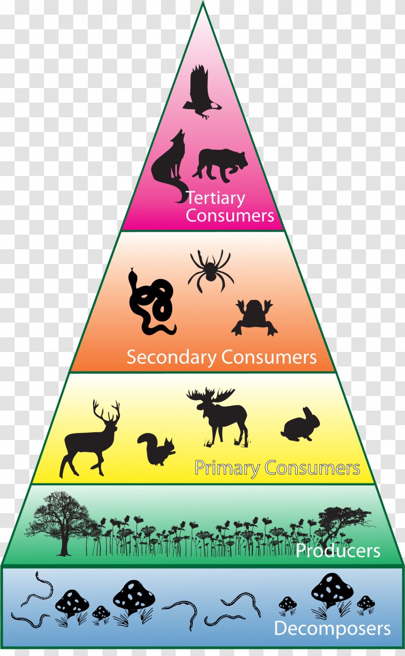 Biodiversity Consumer Ecosystem Ecological Pyramid - Food Chin Transparent PNG