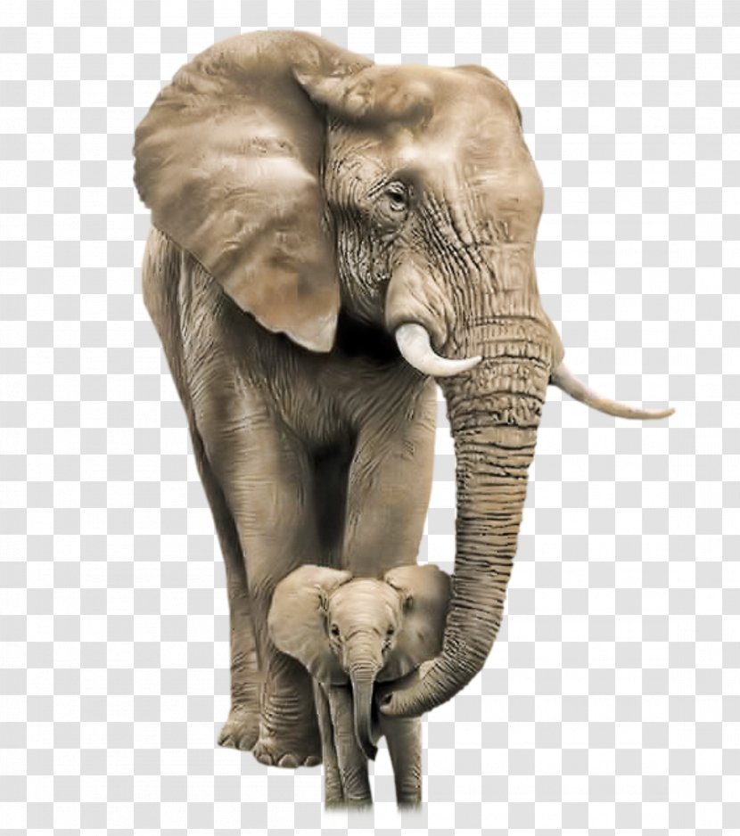 African Bush Elephant Mother Infant Child - Animal Transparent PNG