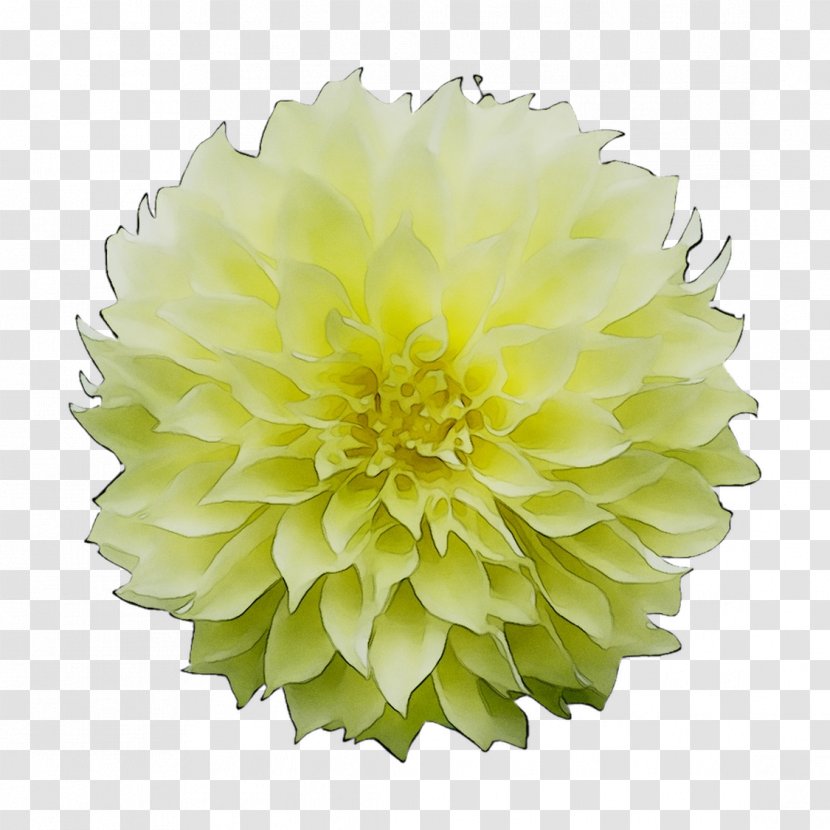 Dahlia Pom-pom Paper Ball Green - Flowering Plant Transparent PNG