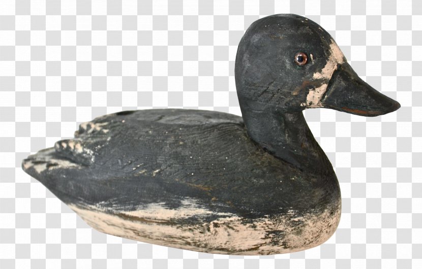 Duck Goose Fauna Beak Transparent PNG