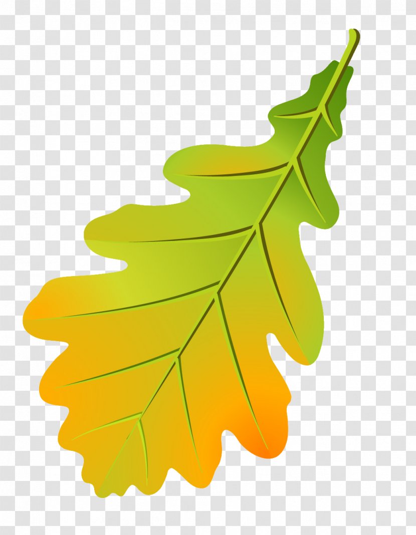 Oak Leaf Cluster Tree Leaflet Autumn Color Transparent PNG
