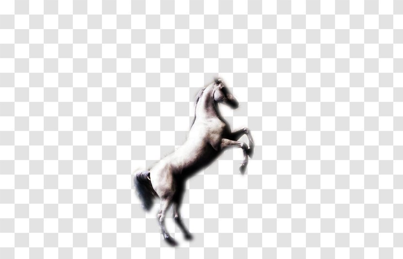Mustang Stallion Halter Freikörperkultur Character - Neck - Wild Horse Transparent PNG