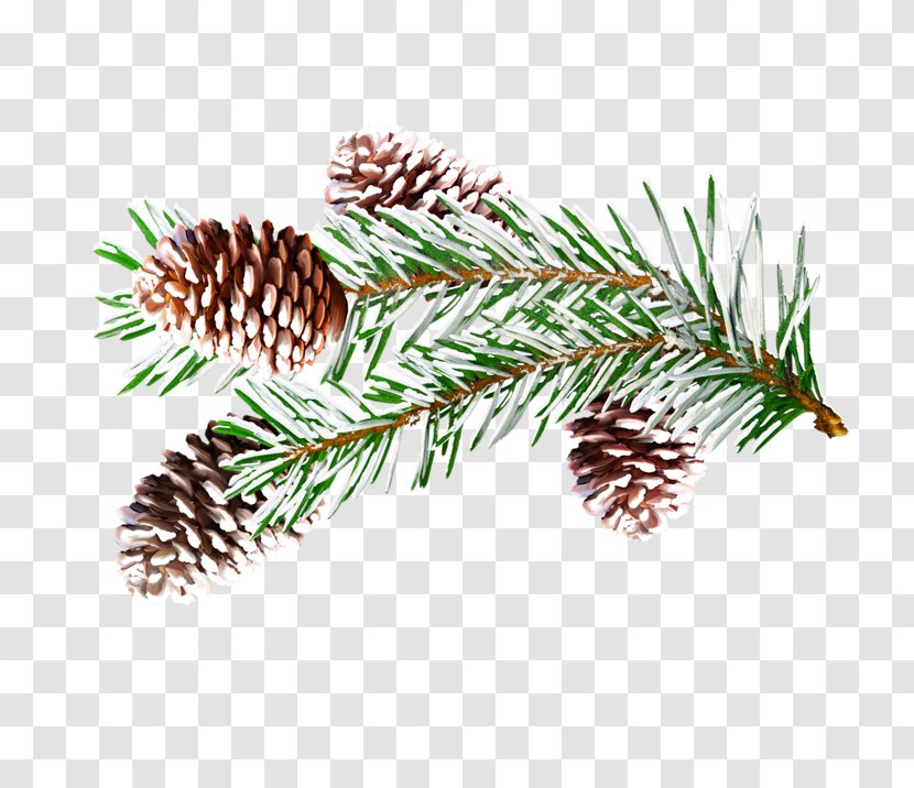 Spruce Winter Presentation English Christmas Transparent PNG