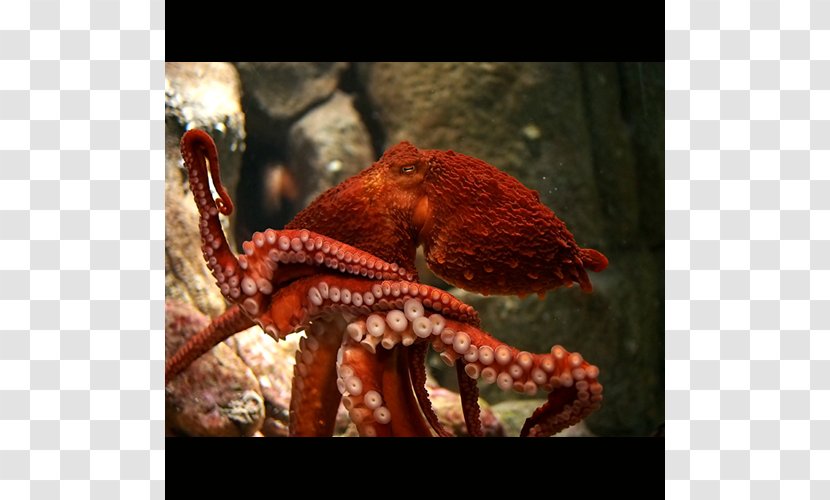 Giant Pacific Octopus Greater Blue-ringed Female Cephalopod - Marine Invertebrates - Length Transparent PNG