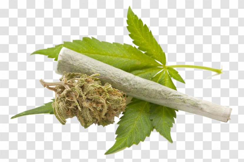 Medical Cannabis Smoking Legality Of Drug - Leaf - Leaves Transparent PNG