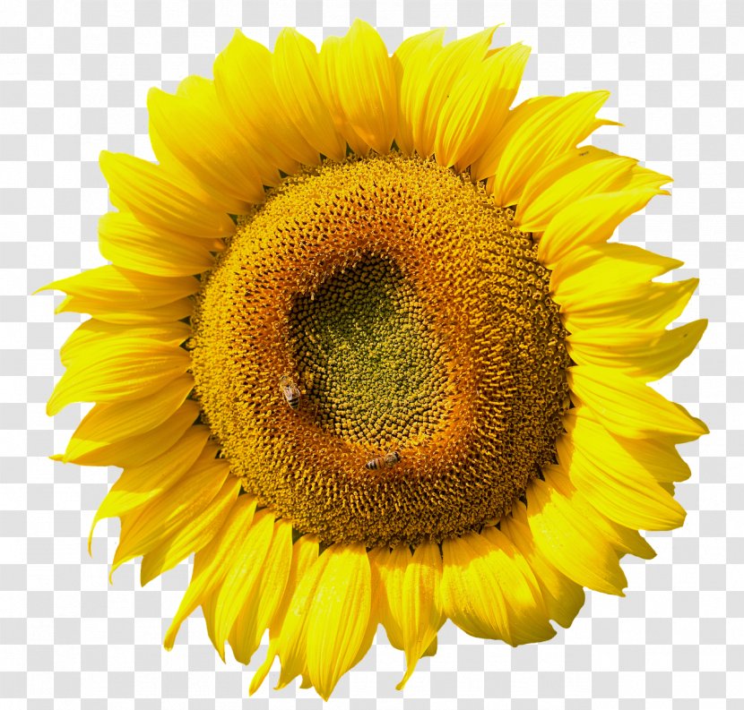Common Sunflower Hanne Kirkegaard Daisy Family Seed - Prince Of Peace Lutheran Church - Studio Vector Transparent PNG