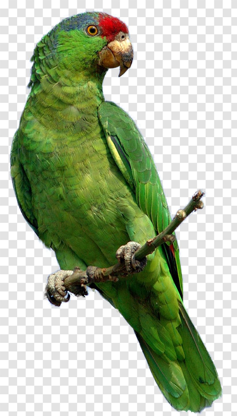 Parrot Red-crowned Amazon Bird Clip Art - Macaw - Green Images, Free Download Transparent PNG