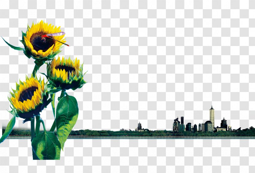 Common Sunflower - Flower Transparent PNG