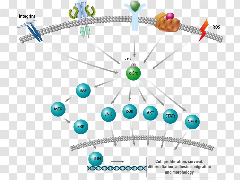 Proto-oncogene Tyrosine-protein Kinase Src Family Tyrosine FYN - Frame - Silhouette Transparent PNG