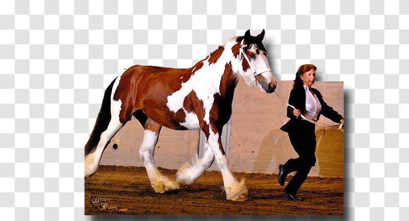 Stallion Mustang Gypsy Horse American Drum Transparent PNG