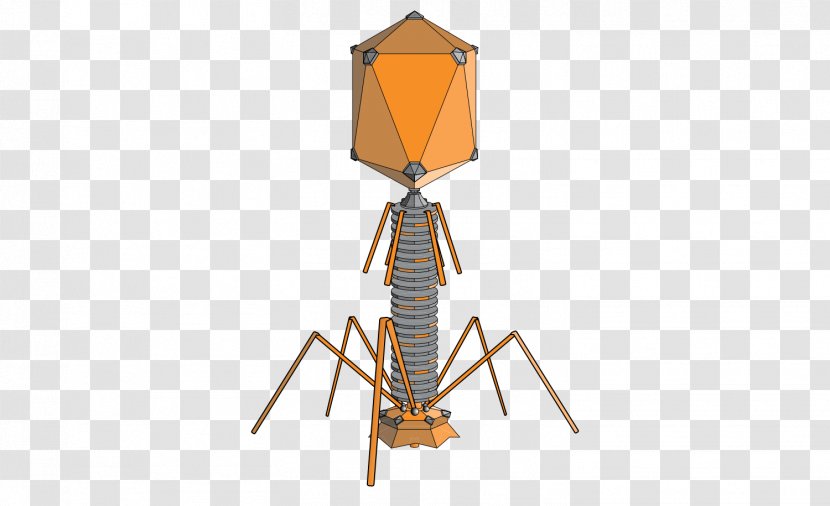 Hershey–Chase Experiment Bacteriophage Bacteria Virus - Dna - Science Transparent PNG