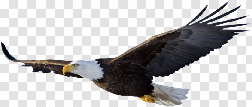 Eagle Flight Bird - Of Prey Transparent PNG
