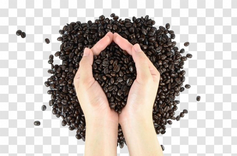 Coffee Bean Arabica - Holding Beans Transparent PNG