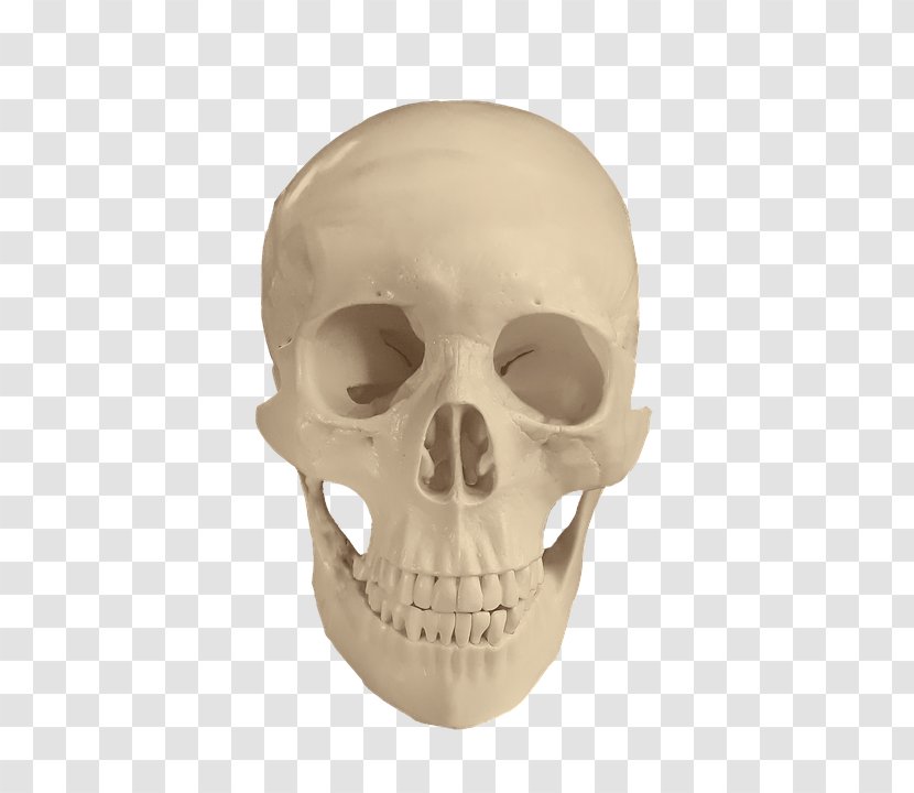 Skull Image Drawing Bone - Anatomy Transparent PNG