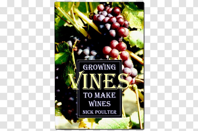 Common Grape Vine Growing Vines To Make Wines Dessert Wine - Superfood Transparent PNG