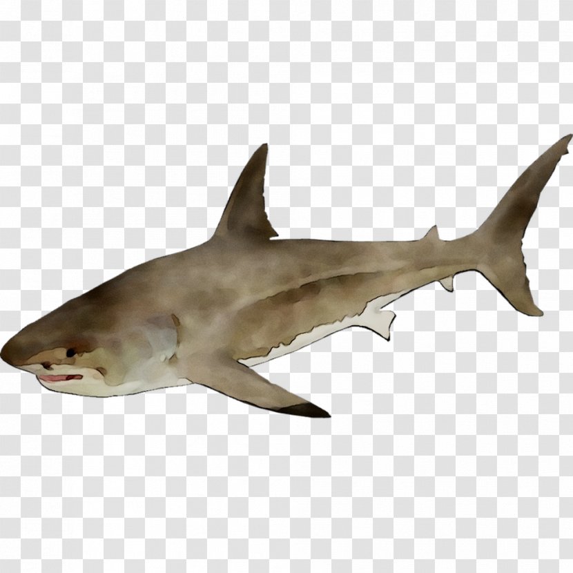 Great White Shark Tiger Requiem Sharks Squaliform - Bull - Cretoxyrhina Transparent PNG