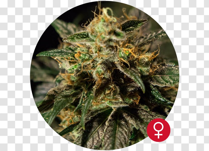 Autoflowering Cannabis Kush Seed Bank - 420 Day Transparent PNG